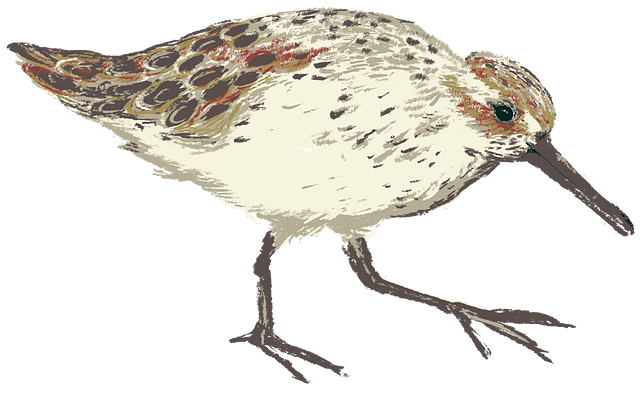 Western Sandpiper western-sandpiper