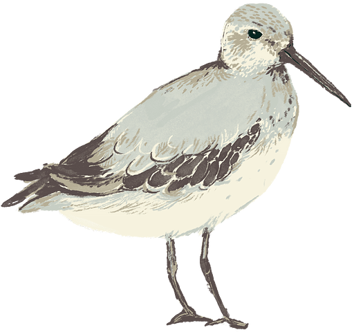 Dunlin dunlin