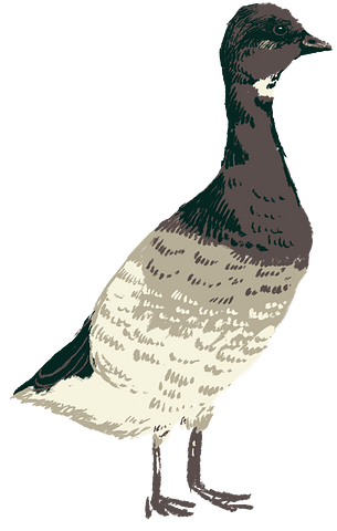 Brant brant