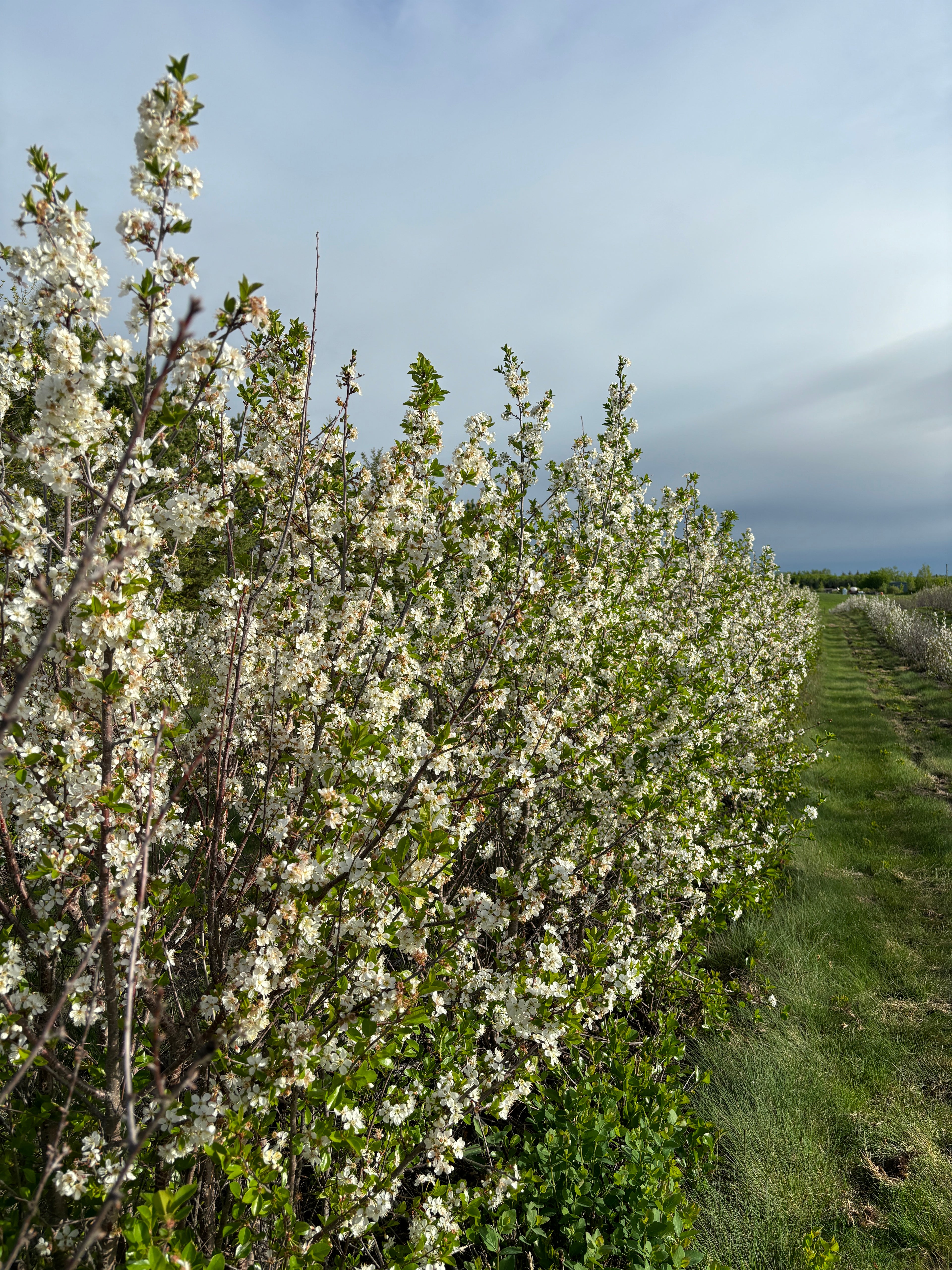Delidais Estate Winery and Fruit Orchard – DNA Gardens