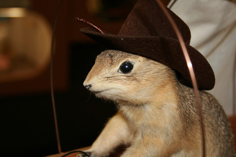 World Famous Gopher Hole Museum | Torrington, Alberta