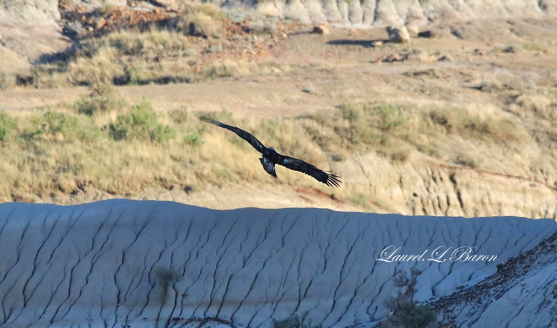 Birding at Dinosaur Park
