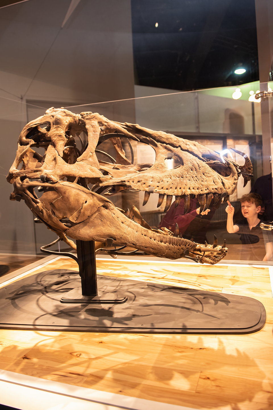 Royal Tyrrell Museum