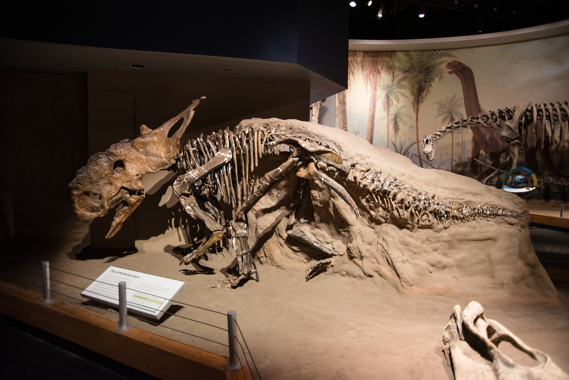 Royal Tyrrell Museum