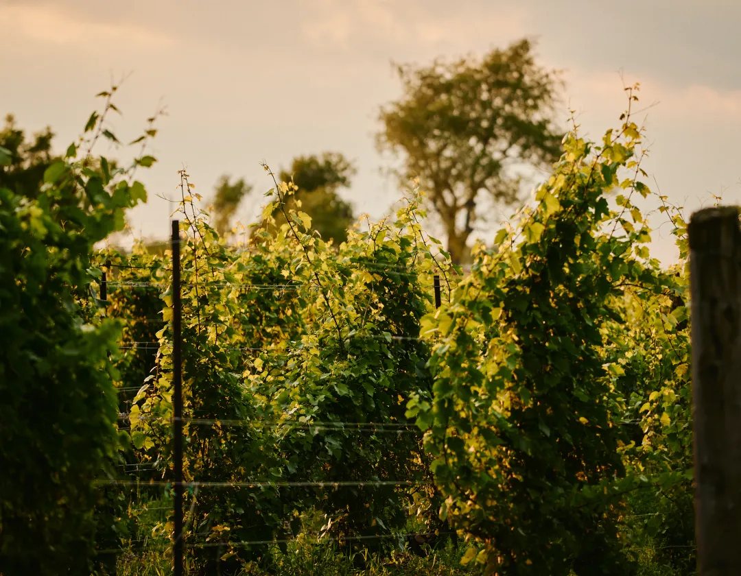 World-Class Wine, Zero Pretension