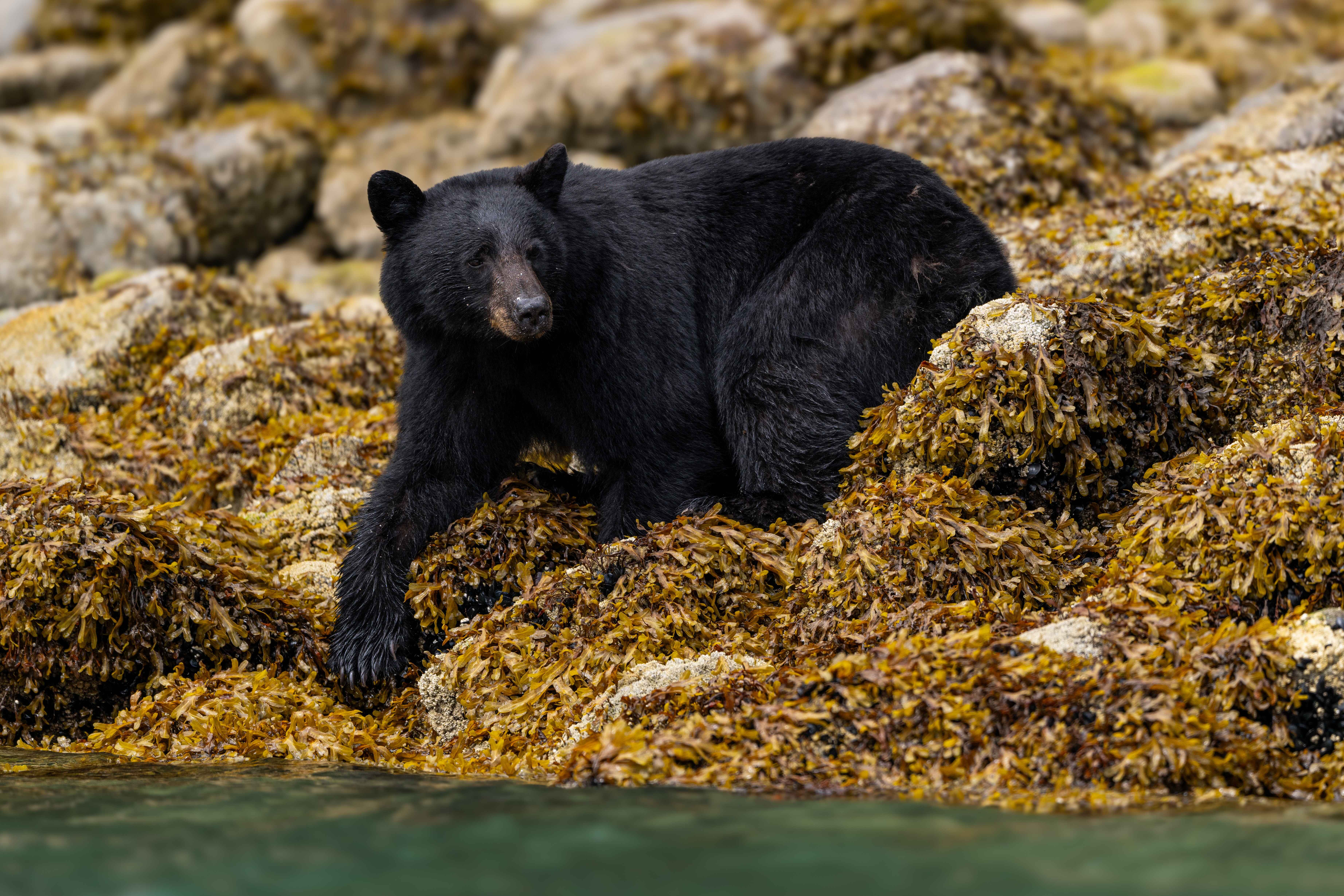 5. KEEP WILDLIFE WILD