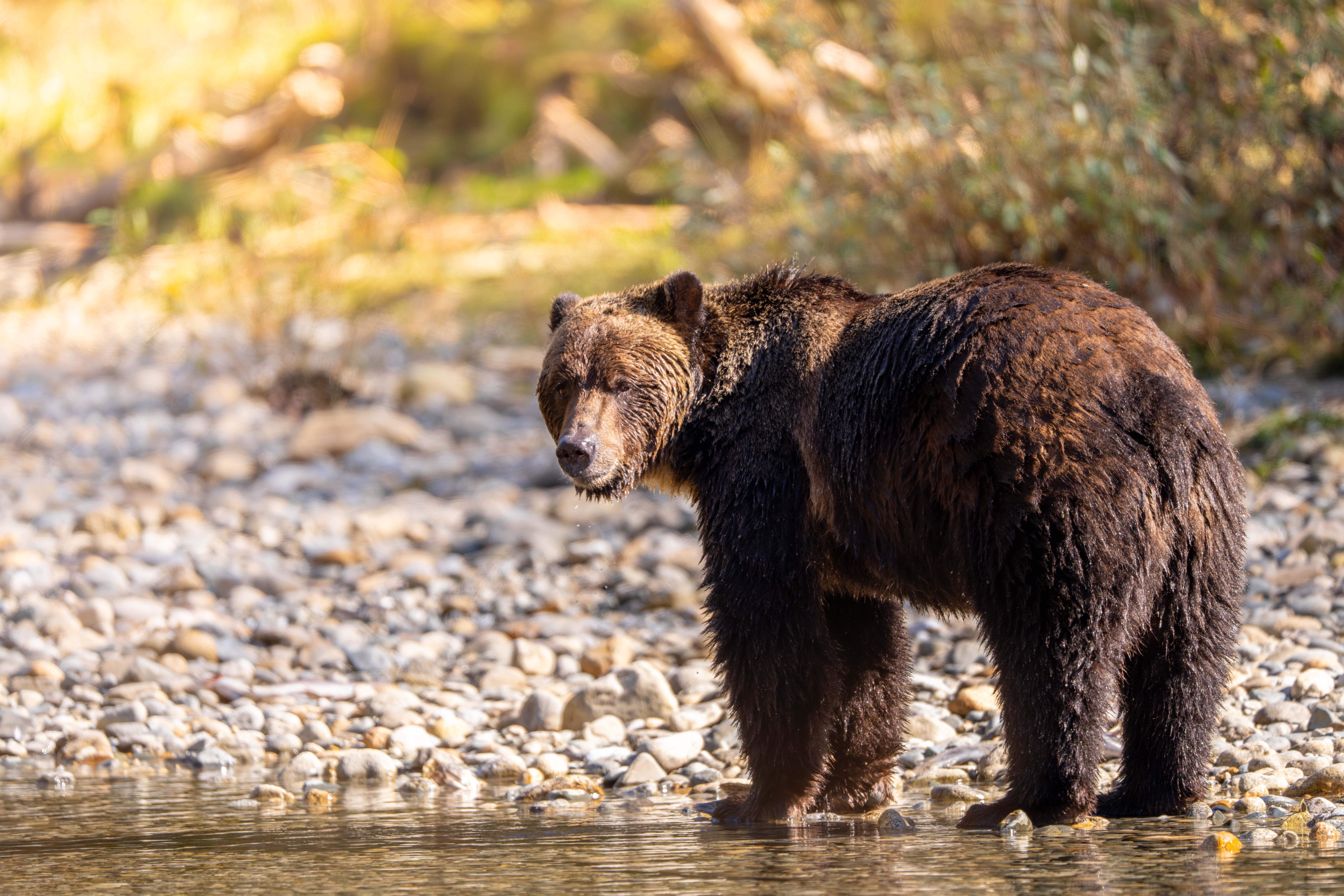 Grizzly Bears